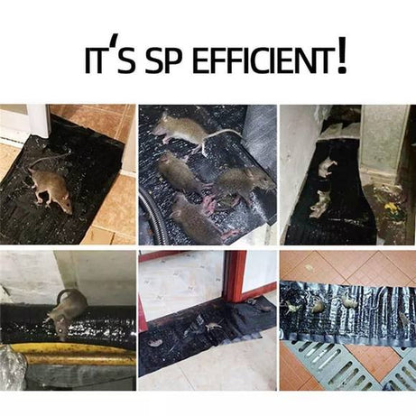 Super Glue Rat Magic Carpet